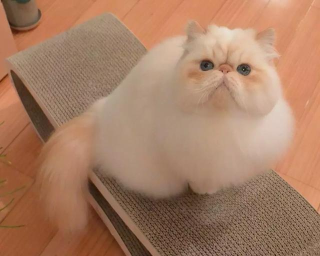 宠物吐粉色液体是什么原因？揭开背后的真相